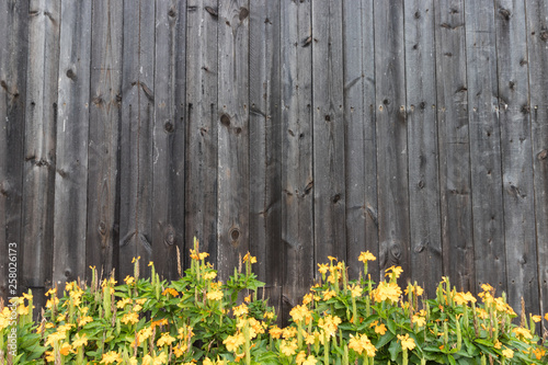 Yellow flowers on barn wooden wall background