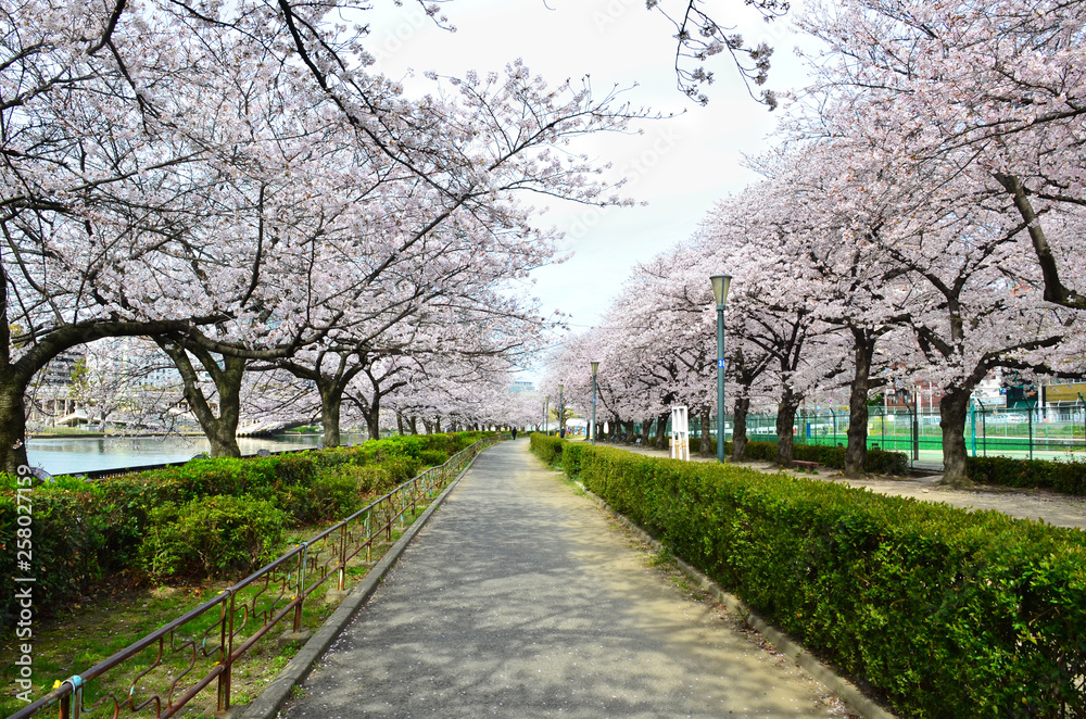 Beautiful Sakura (Cherry Blossom) blooming in the Kema Sakuranomiya Park at springtime in Osaka city, Japan.