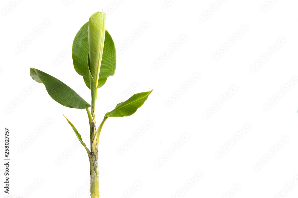 Banana tree isolated on white background Banana tree isolated on white background