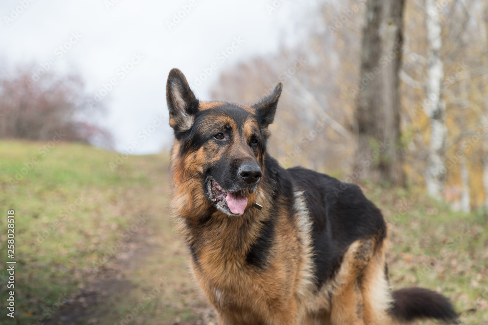 Dog German Shepherd outdoors in an autumn Dog German Shepherd outdoors in an autumn