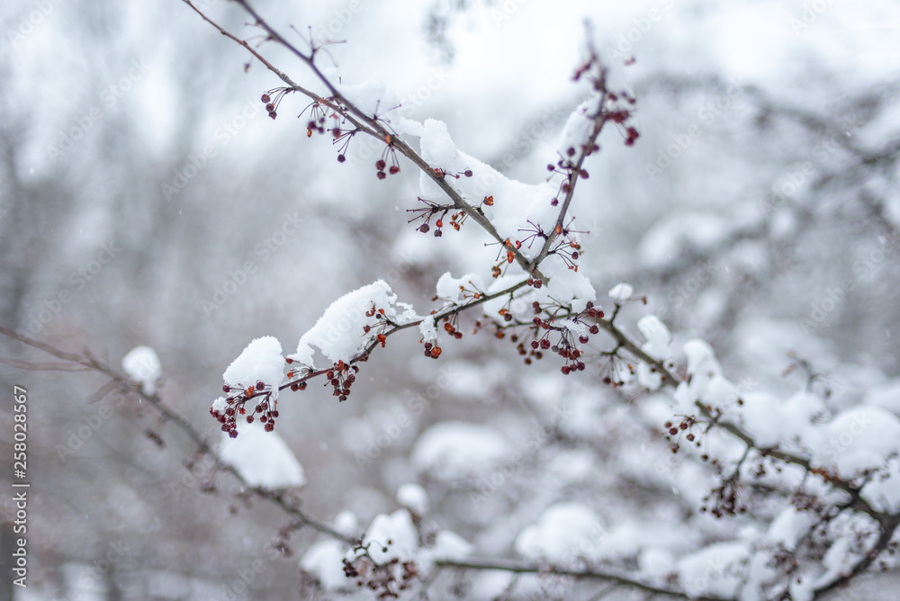 snow capped branch with red berries