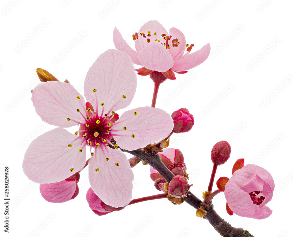 Cherry Blossom Branch Sakura Flowers Isolated On White Background Stock Photo Adobe Stock