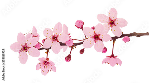 Canvas-taulu Cherry blossom branch, sakura flowers isolated on white background