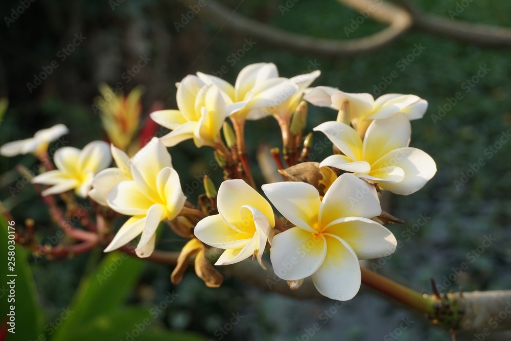 white plumeria flower in nature garden white plumeria flower in nature garden