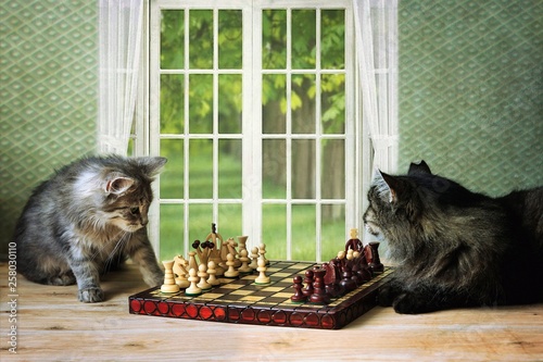 Cats play chess photo