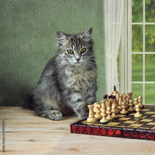 Kitten play chess photo