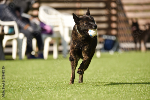 甲斐犬 photo