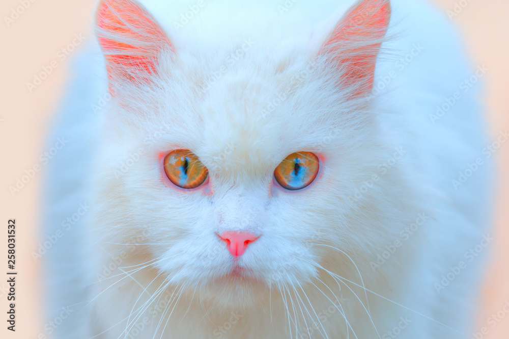 Portrait of a beautiful white cat with originally multicolored eyes
