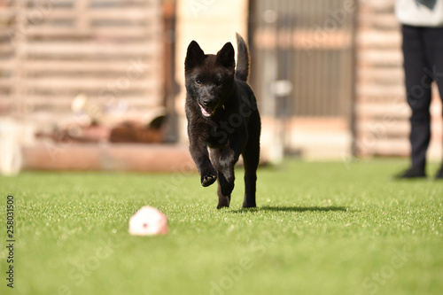 甲斐犬 photo