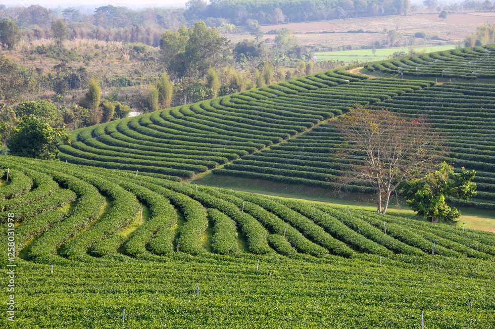 Green tea plantation on hill