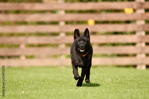 甲斐犬 photo