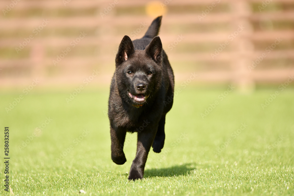甲斐犬 甲斐犬