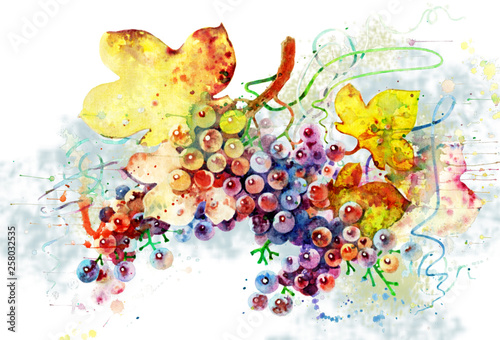 Fototapeta Naklejka Na Ścianę i Meble -  Bunch of grapes on an abstract background, scenic watercolor. Vine painted in watercolor. Multicolored grapes drawn by hand.