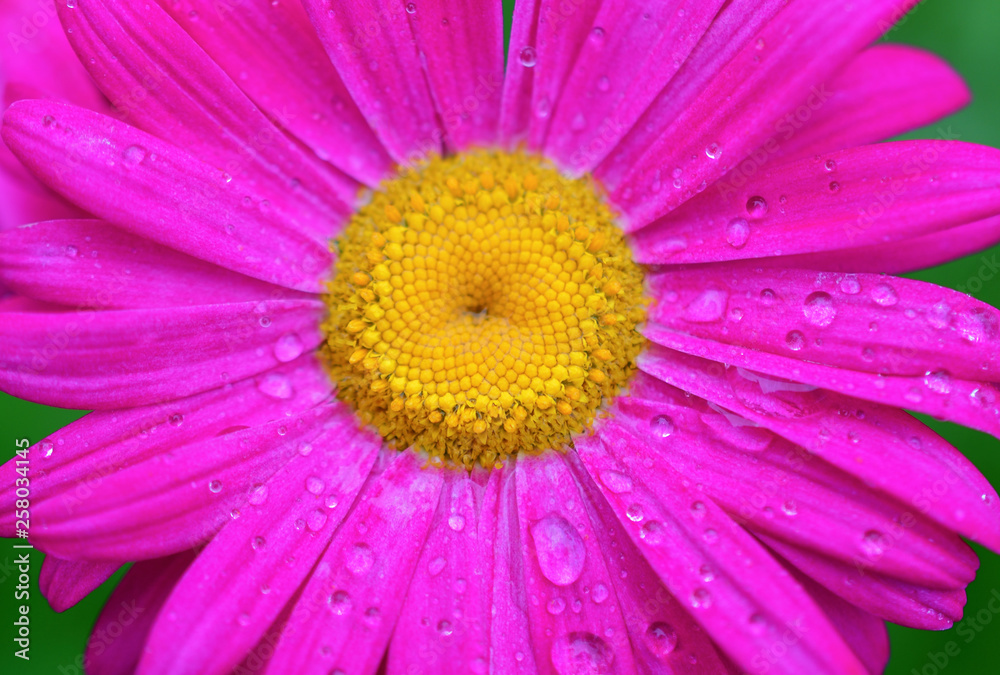 Macro photography. Pink Daisy flower - Pyrethrum close-up on a green background with water drops Macro photography. Pink Daisy flower - Pyrethrum close-up on a green background with water drops