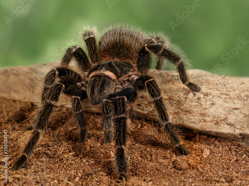 Closeup female of spider tarantula  (Lasiodora parahybana) on the snag on green background. These spiders considered to be the third largest tarantula in the world. Females can live up to 25 years. © torook