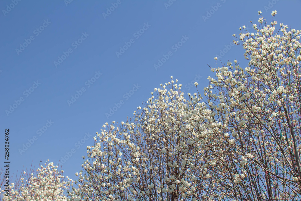 満開の白い木蓮の花