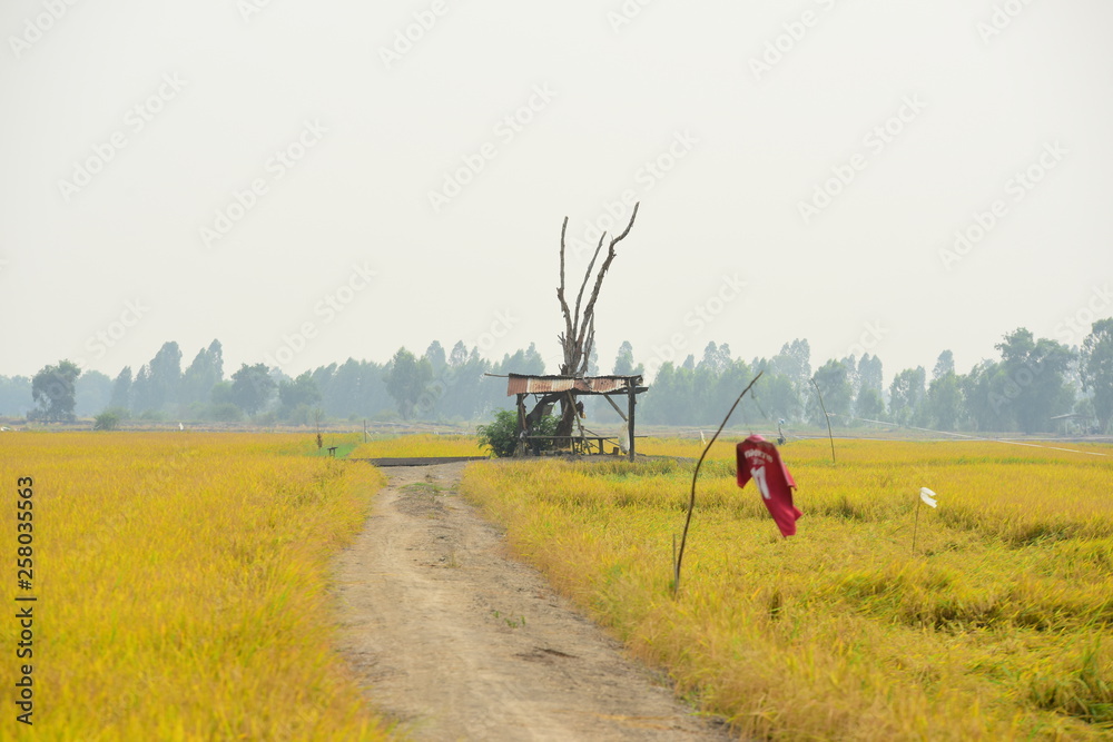 Fototapeta premium yellow green rice field. Autumn rice field of good harvest. Agriculture. Harvesting time. Farm, paddy field. Mature harvest. Lush gold fields of the countryside. Organic food.