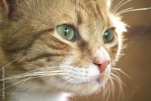 close up yellow cat green eyes