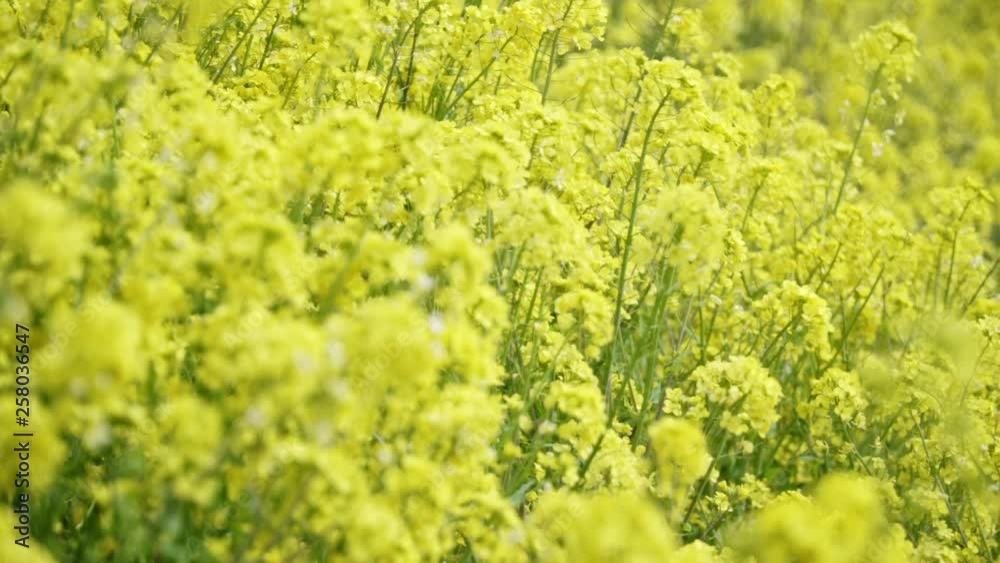 Smooth sliding shot of big canola flower garden beside a river in Spring Kyoto, Japan. Smooth sliding shot of big canola flower garden beside a river in Spring Kyoto, Japan.