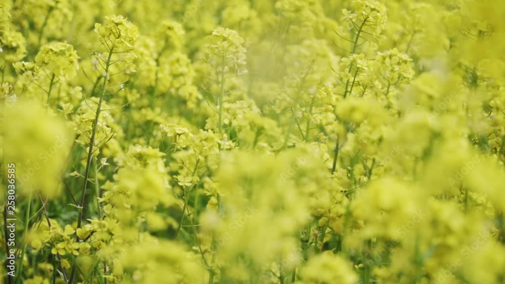 Still shot of canola flower swaying in wind beside a river in Spring Kyoto, Japan. Still shot of canola flower swaying in wind beside a river in Spring Kyoto, Japan.