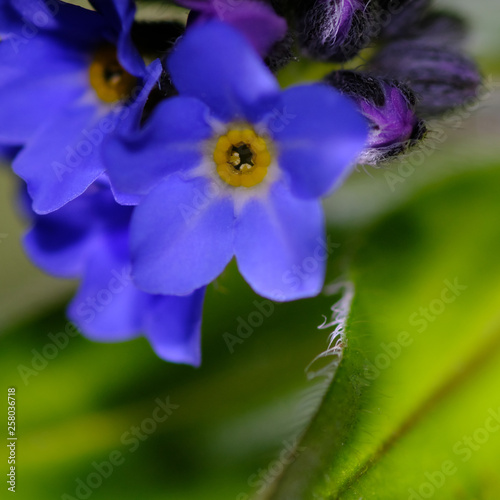 forget me not flower closeup