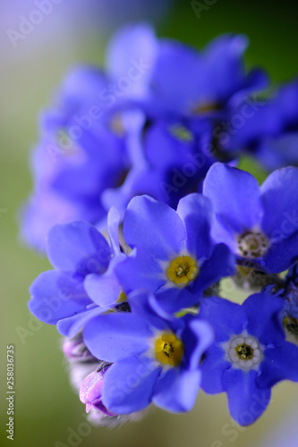 forget me not flower closeup