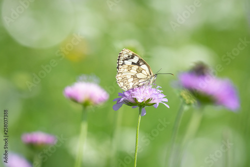 Schmetterling auf Wiesenblume