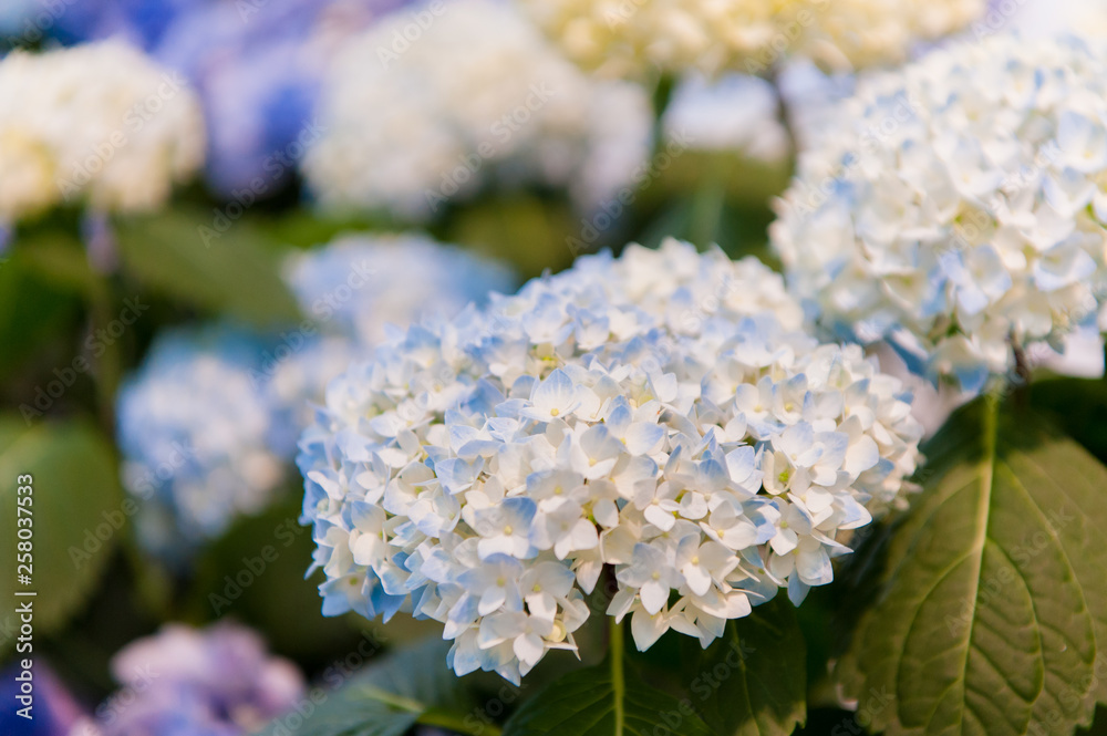 Beautiful Flowers (Hydrangea macrophylla) or Hortensia flower is blooming. Beautiful Flowers (Hydrangea macrophylla) or Hortensia flower is blooming.