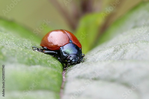 Broad-shouldered leaf beetle, Chrysomela populi photo