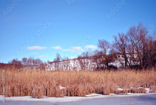 Yellow dry reeds on lake covered with ice bank with willow trees without leaves covered with snow, blue cloudy sky background