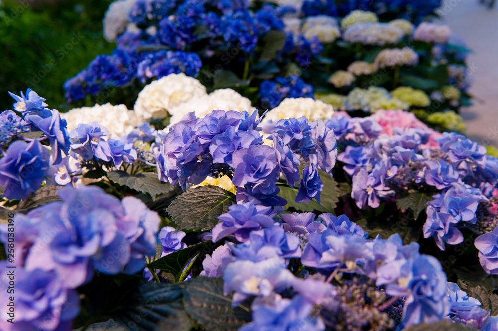 Beautiful Flowers (Hydrangea macrophylla) or Hortensia flower is blooming. Beautiful Flowers (Hydrangea macrophylla) or Hortensia flower is blooming.