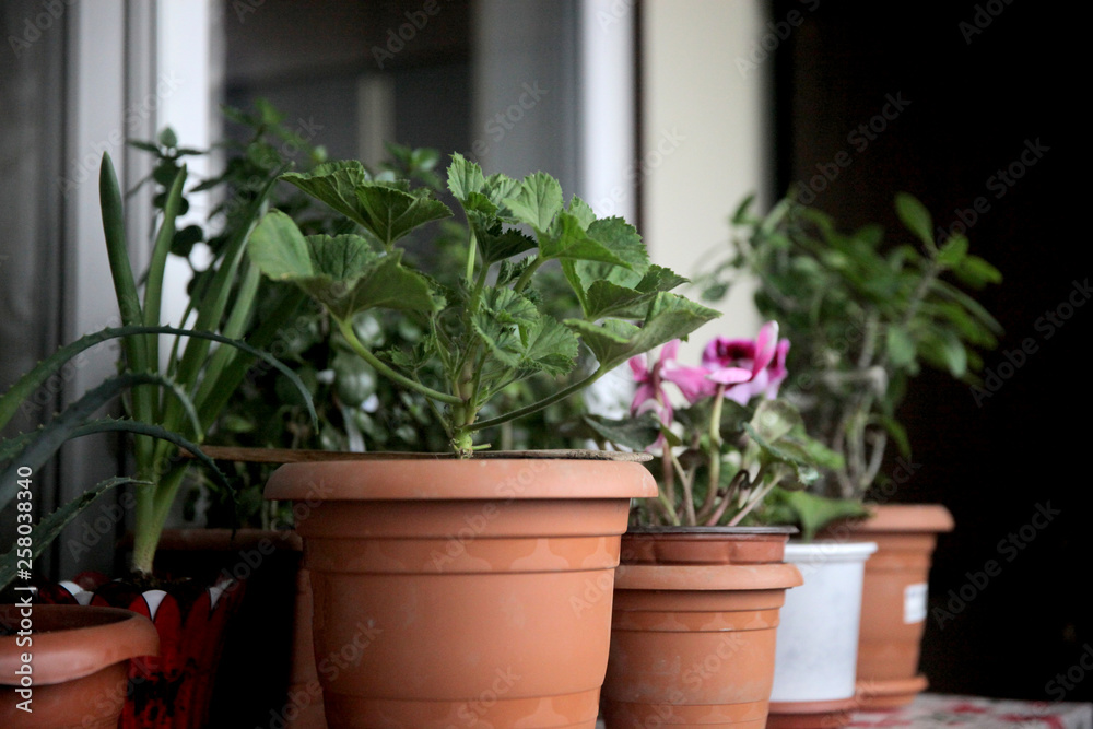 Many potted flowers on balcony