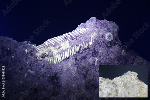 Silurian trilobite fossil from Saarenmaa, Estonia, photographed in ultraviolet light (365 nm).  Smaller image showing same sample in normal daylight. photo