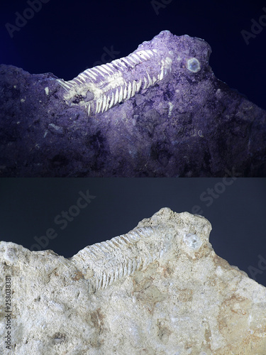 Silurian trilobite fossil from Saarenmaa, Estonia, photographed in ultraviolet light (365 nm).  Lower image showing same sample in normal daylight. photo