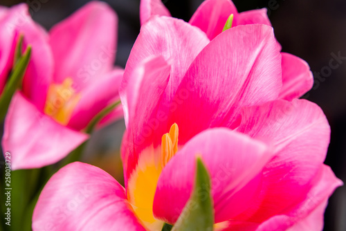 bouquet of pink tulips shot close-up