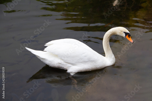 White swan