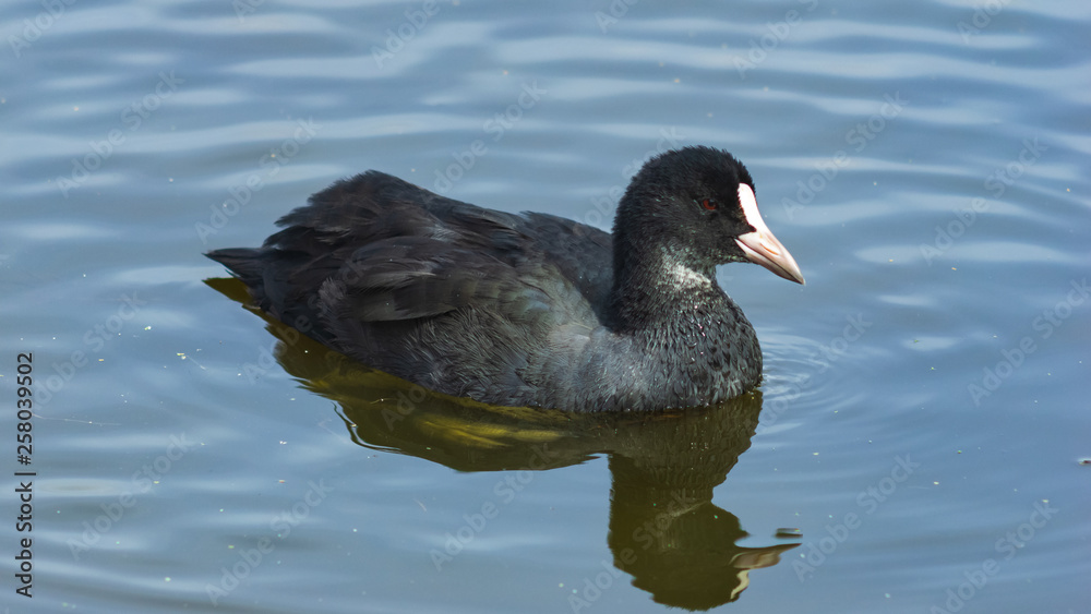 Eurasian coot Fulica atra swimming in pond close-up portrait, selective focus, shallow DOF Eurasian coot Fulica atra swimming in pond close-up portrait, selective focus, shallow DOF