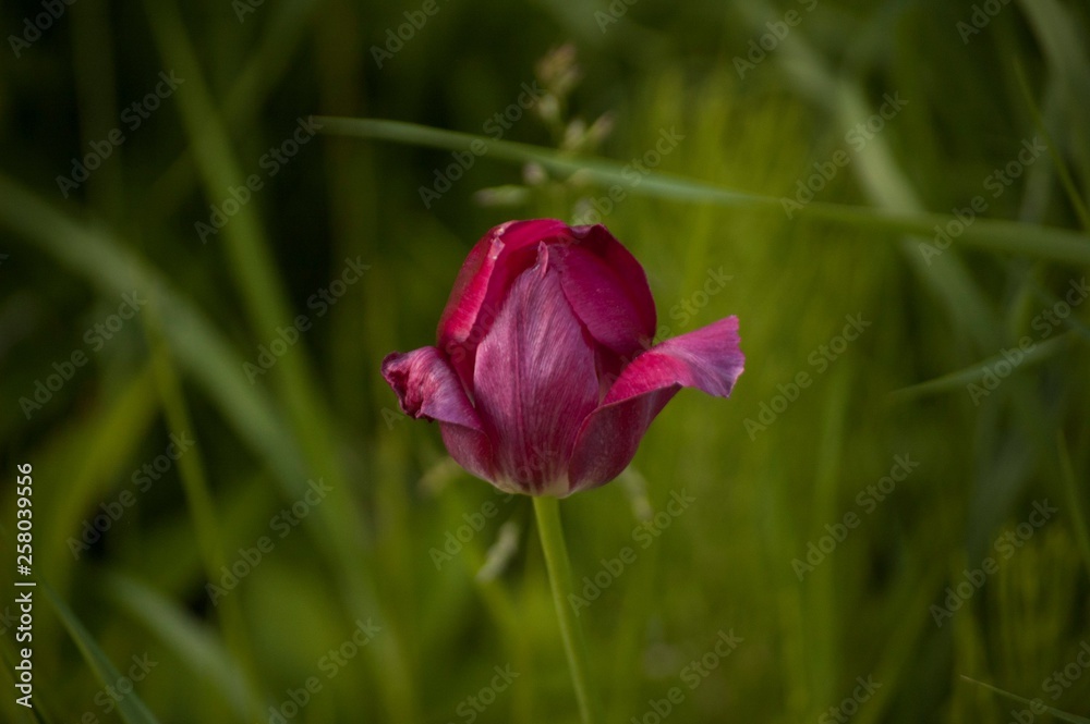 red tulip in the garden