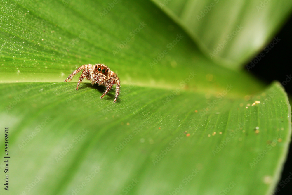 Fototapeta premium Jumping spiders