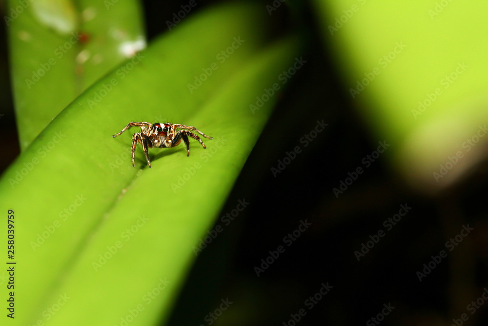 Fototapeta premium Jumping spiders