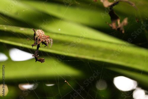 Jumping spiders © Sutthituch