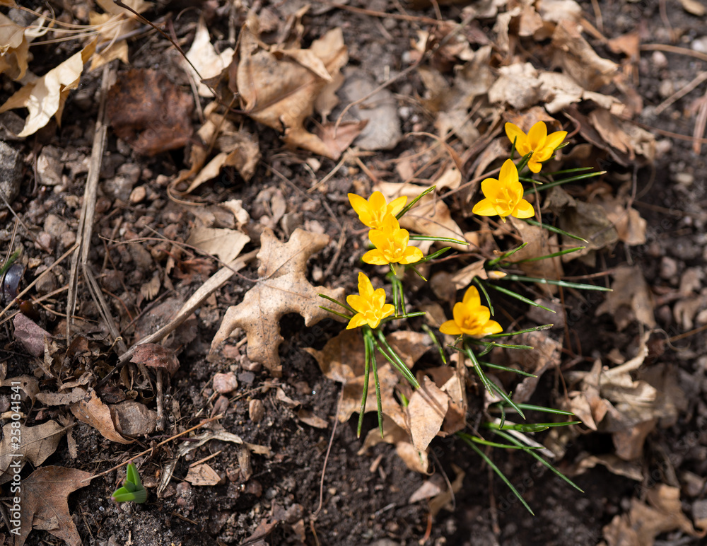 flower, yellow, brown, green, rocks, dirt flower, yellow, brown, green, rocks, dirt