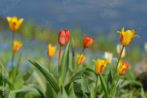 Spring tulips