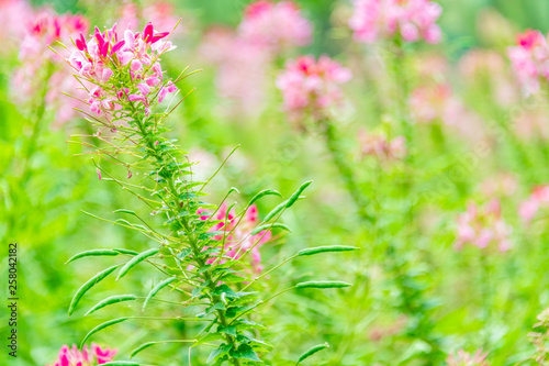 Cleome spinose in early summer photo