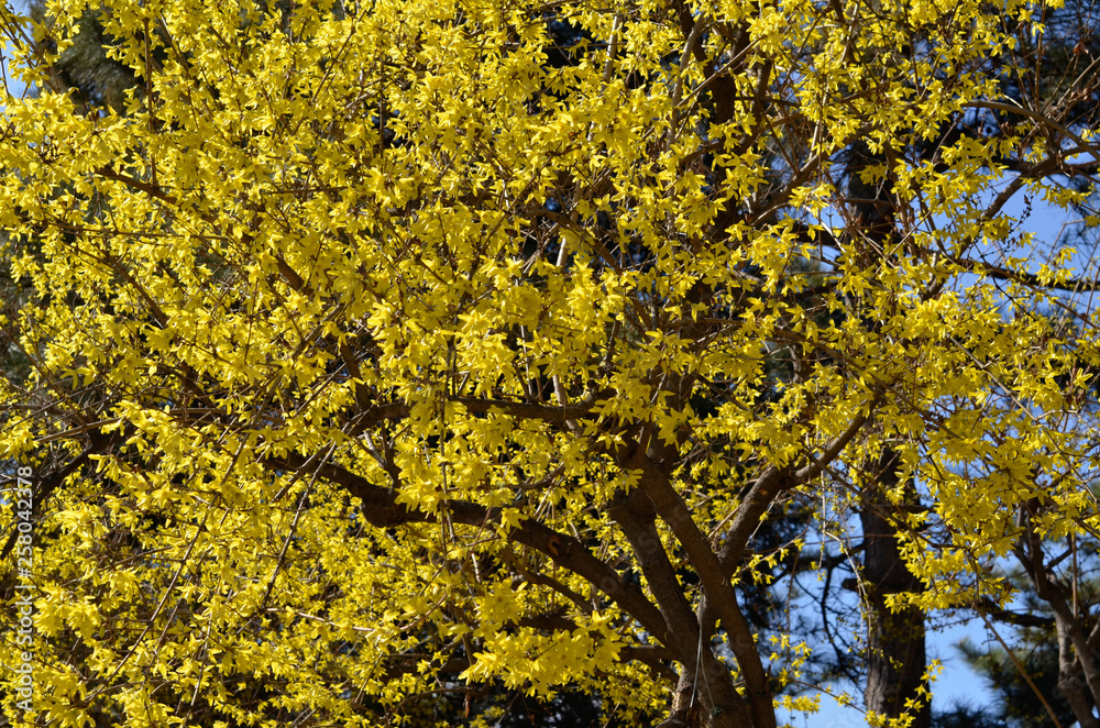 Yellow flowers in early spring