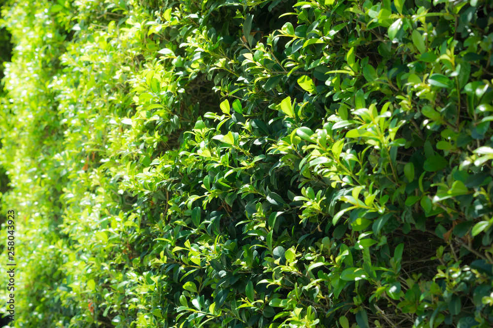Green leaf plant,background.