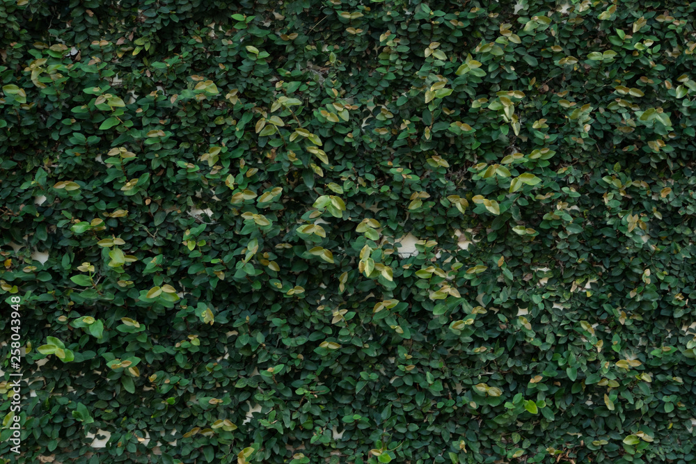 Ficus pumila, wall climbing plant, texture background, nature wallpaper ...