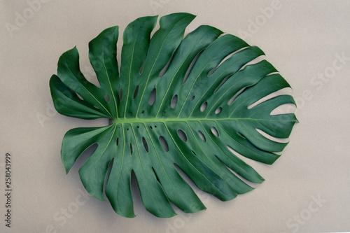 Single fresh green monstera leaf texture, natural pattern background concept