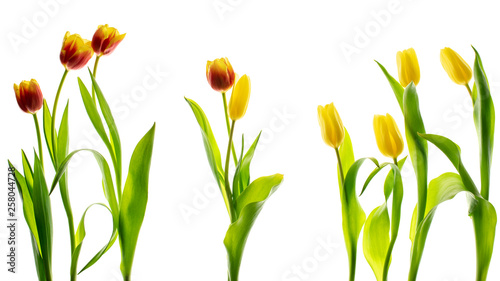 Fototapeta Naklejka Na Ścianę i Meble -  yellow tulips isolated on white background