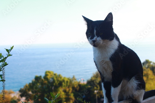 black and white cat witch sea background